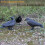 Crow Decoy Full Body Plastic Black with Stake 3