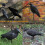 Crow Decoy Full Body Plastic Black with Stake 4