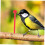 NICEXMAS Parrot Perches Plastic Stand Rods 12Pcs 4