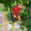 Weatherproof Resin Parakeet Tree Ornament 1 piece 7