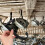Heavy Duty Storage Hooks Black 4-Pack 5