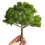 Mini Landscape Tree Decor for Sand Table 5.51x5.9 in 1
