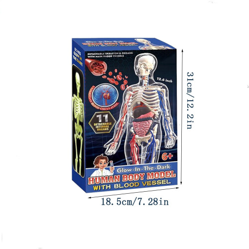 Human Body Anatomy Model Clear 29-Piece