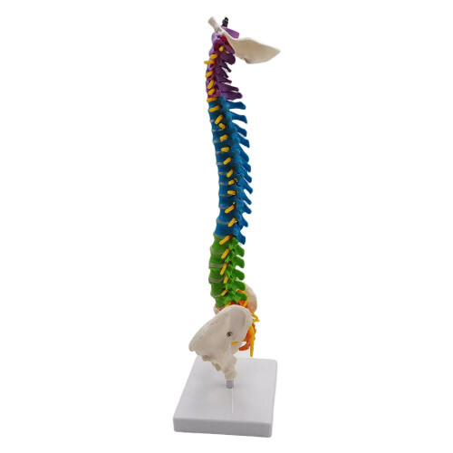 Colored Human Spine Skeleton Model with Stand and Pelvis 1