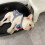 Pet Clothes for Cats and Small Dogs Spring Autumn 1
