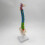 Colored Human Spine Skeleton Model with Stand and Pelvis 8