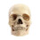 Medical-Skull Human Body Model Education Skull Model 1:2 for Student Teaching Study Assembling Model,Primary Color 1