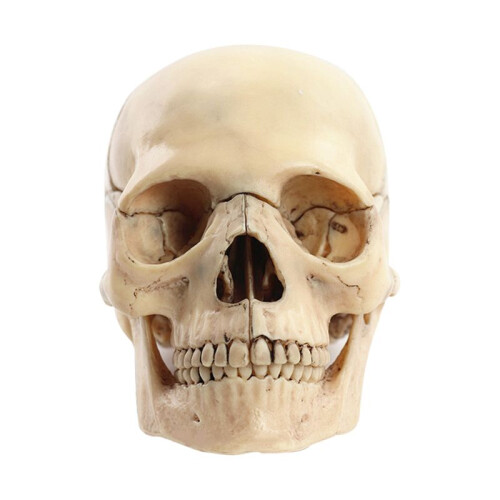 Medical-Skull Human Body Model Education Skull Model 1:2 for Student Teaching Study Assembling Model,Primary Color