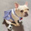 Pet Clothes for Cats and Small Dogs Spring Autumn 3