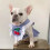 Pet Clothes for Cats and Small Dogs Spring Autumn 4