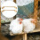 Natural Wood Chicken Perch for Brooder and Coop 2 pcs 2