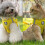 Dog Harness and Leash Set Adjustable Soft Mesh Escape-Proof 5