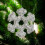 Christmas Decoration Ornaments Silver 12 pcs 5