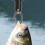 Fish Grabber with Digital Scale Stainless Steel 6