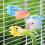 Plastic Bird Feeder Clips for Cage Fruits Vegetables 8