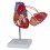 Human Heart Model Anatomical Life-Size for Cardiology Study 5