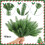 TETOU Artificial Norfolk Pine Branches Green Cedar Sprigs 4