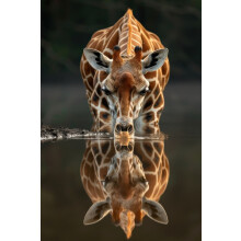 Wooden Giraffe Jigsaw Puzzle for Adults 300 Pieces