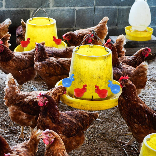 Automatic Chicken Water Cup for Coop – Compatible with 2
