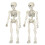 12 Inch Posable Anatomical Skeleton Model with Movable 2