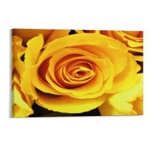 Yellow Rose Close-Up Canvas Print Wall Art 12x8 inch