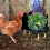 Topbathy Livestock Feeder Bag Blue Nylon Mesh 1 Pc 1
