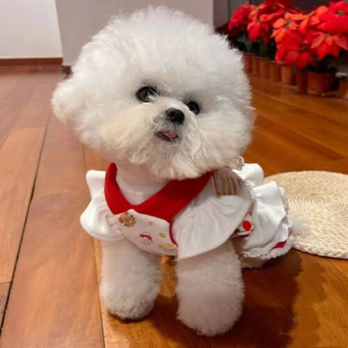 Vêtements pour chats et petits chiens - Printemps/Automne 1