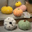 Halloween Pumpkin Throw Pillows Fall Decorative Cushions 5