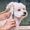 Titanium Coated Dog Grooming Scissors 6-in-1 7