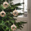 Plastic Star Tree Topper and Donut Candy Bagel Decorations 5