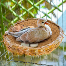 15 Pakketten Duivennest Pads, Vogelkweekmat voor Kippen, Natuurlijke Kokosvezel Vogel Eimatten, Nestkom Box Pad