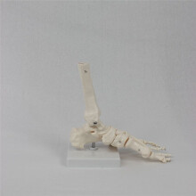 Fußgelenkmodell, Menschliches Anatomiemodell, Lebensgröße, Fußanatomiemodell, Lehrmaterial für das Modell Des Menschlichen Skeletts