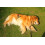 Pet Comb Extra-Large Rake for Large Dogs 3