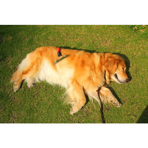 Pet Comb Extra-Large Rake for Large Dogs 2