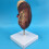 Human Kidney Anatomical Model Enlarged 2X with Accurate 3