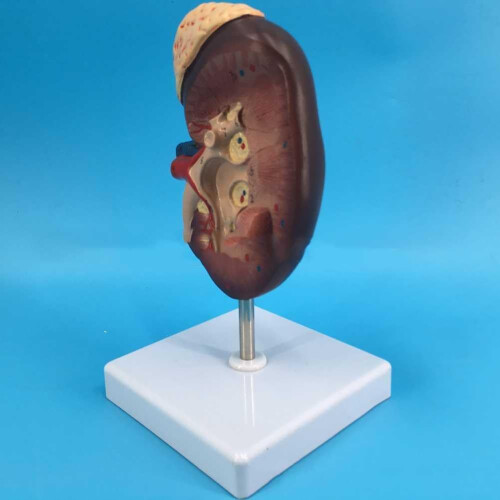Human Kidney Anatomical Model Enlarged 2X with Accurate 2