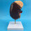 Human Kidney Anatomical Model Enlarged 2X with Accurate 5