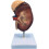Human Kidney Anatomical Model Enlarged 2X with Accurate 8