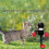 Cat Boxing Toy Interactive Punching Bag with Suction Cup 5