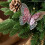 Pink Glitter Butterfly Ornaments 3 pcs 6