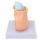 Mini Pregnant Pelvis Model with Removable Organs 1 pc 7