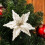 Glitter Poinsettia Christmas Tree Decorations with Clips 4