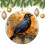 Blackbird Ceramic Christmas Ornament White Orange Crow 1