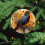 Blackbird Ceramic Christmas Ornament White Orange Crow 8
