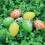 Easter Eggs Assorted Colors 6 Pcs 5