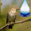 Automatic Hanging Bird Water Feeder with Hook Removable 4