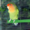 Natural Wood Bird Perch with Multi Acrylic Cups for Parrot 8