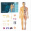 3D Human Anatomy Model for Education and Physiology Classes 1