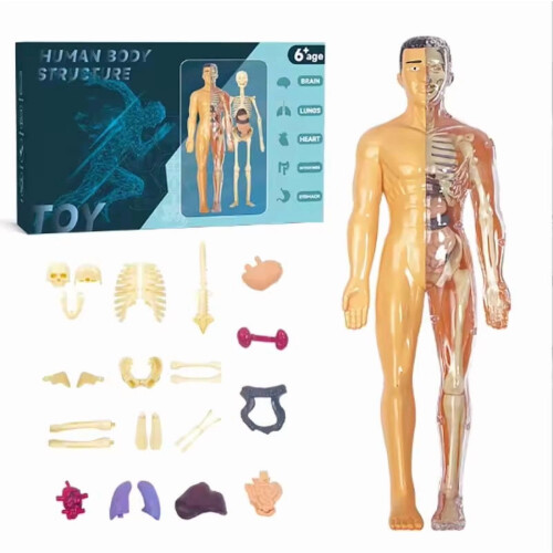 3D Human Anatomy Model for Education and Physiology Classes