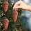 Pine Cone Ornaments Rustic Plastic 3-Pack Brown 7.1x5.1x2.5 6